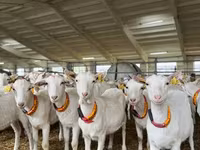 雌ヤギ, Saanen goat — 写真 7