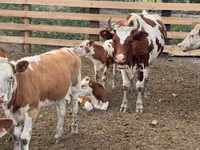 Krava, Swiss cattle — foto 4