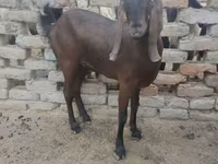 Chèvre, Najdi goat — photo 1