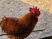 Chickens — photo 5
