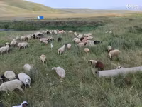 母羊, Balbas sheep — 照片 4