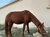 Horse (M), Karabakh horse — photo 6