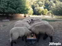 भेड़, Tsigai sheep — फ़ोटो 2