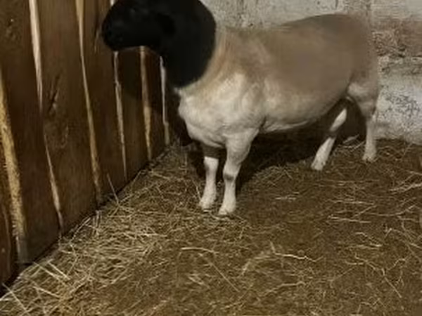 भेड़, Dorper sheep