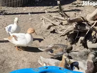 Ducks — Foto 7