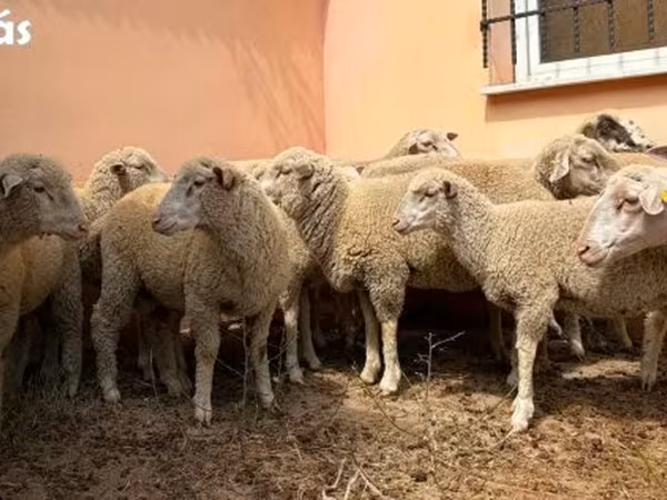 मेढ़ा, Ile-de-France sheep