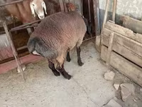 Ram, Blackheaded Persian sheep — photo 8