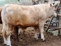 सांड, Simmental cattle — फ़ोटो 2