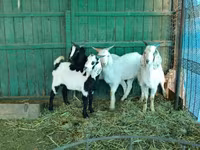 बकरा, Saanen goat — फ़ोटो 5