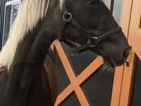 Cheval, Rocky Mountain Horse — photo 1