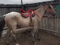 حصان, Altai horse — الصورة 1
