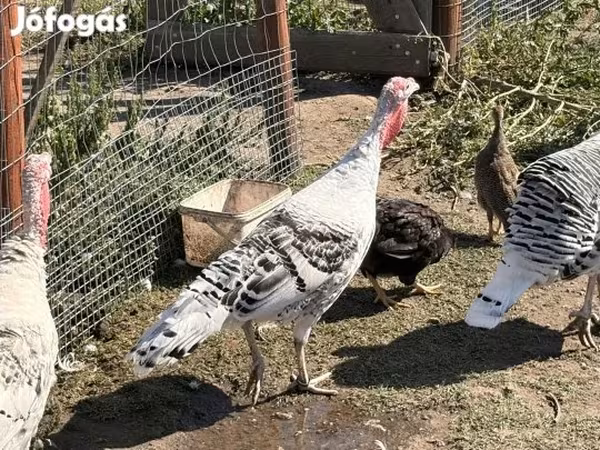 皇家棕榈