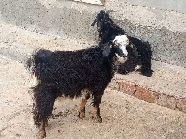 山羊（批次，未指定性别）, Angora goats