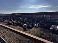 Taureau, Simmental cattle — photo 2