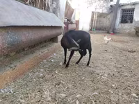 Koza, Murcia-Granada goats — zdjęcie 2
