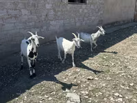 Ziege, Saanen goat — Foto 2
