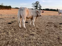 Vache, Race de vache — photo 2