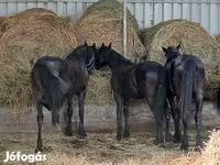 Koń, Dutch warmblood horse — zdjęcie 5