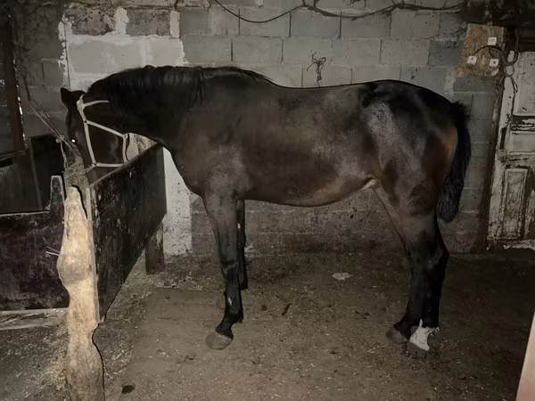 Hengst, Orlov Trotter