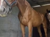 Égua, Polish pony — foto 2
