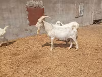 Boucs, Saanen goat — photo 3