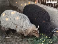 भेड़, Racka sheep — फ़ोटो 1