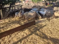 绵羊（批次，未指定性别）, Dorper sheep — 照片 2