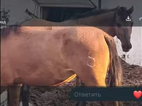 Stute, Mugalzhar horse — Foto 2