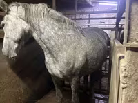 母马, Horses — 照片 1