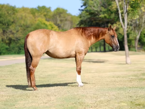 Stute, Quarter Horse
