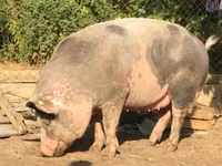 公猪, Pigs — 照片 4
