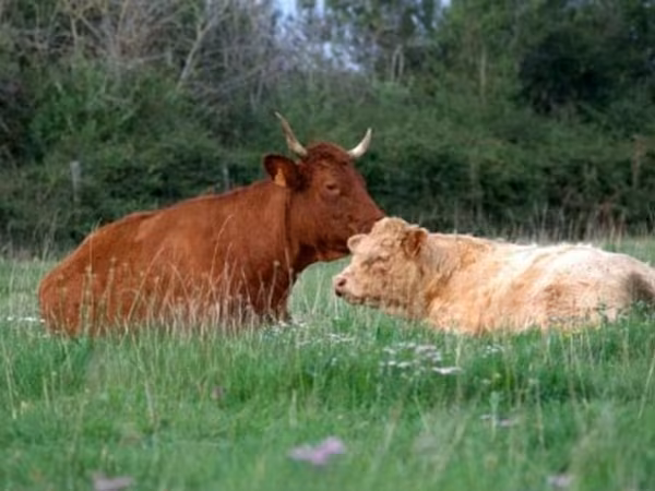 Vache, Salers cattle