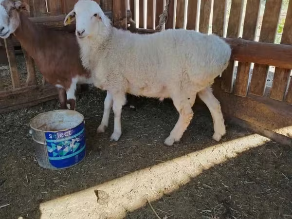 公羊, Kazakh fat-tailed coarsewool sheep
