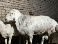 Bélier, Afghan Arabi sheep — photo 3