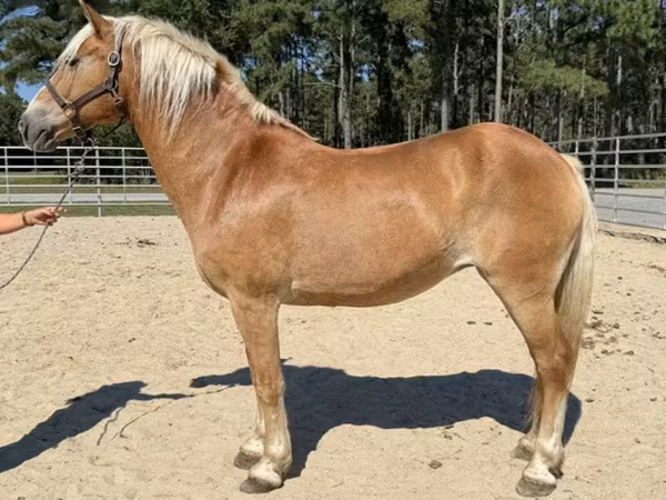 فرس, Haflinger