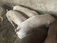 मादा सूअर, Дюрок — फ़ोटो 2