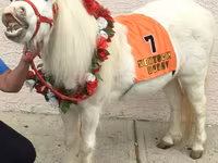 Mare, Miniature horse — photo 3
