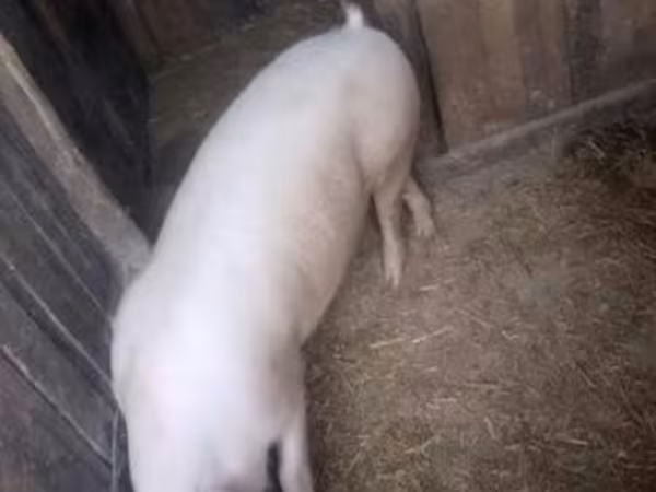 Verrat, Porcs