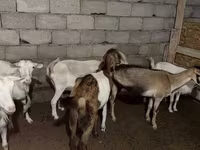 Koza, Saanen goat — zdjęcie 2