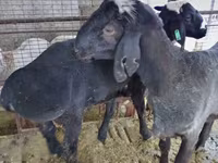 Ram, Blackheaded Persian sheep — photo 1