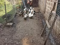 American Pekin — photo 3