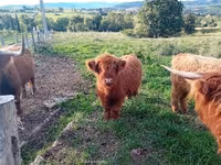Vache, Highland — photo 2