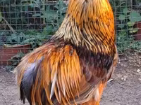 Chickens — photo 2