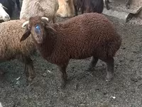 Ovejas (lote, sexo no especificado), Red Karaman sheep — foto 2