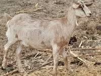 Chèvre, Nubian Goat — photo 2