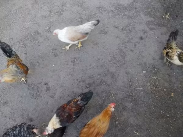 Bantam japonesa