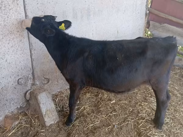 गाय, Russian Black pied cattle