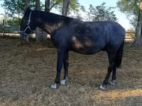 Horse (M), Lipizzaner — photo 2