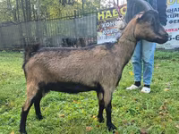 Ziege, Alpine goat — Foto 1