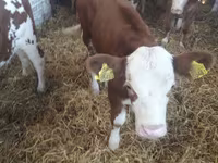 Taureau, Vache limousine — photo 7